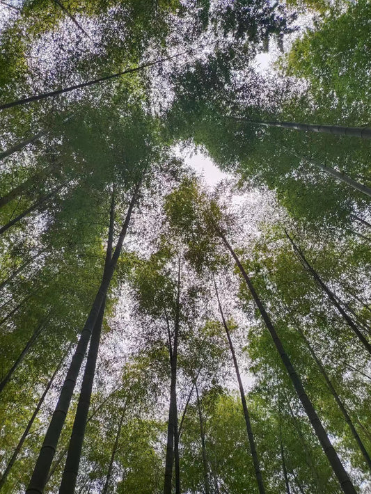 Bamboo trees in Southeast China