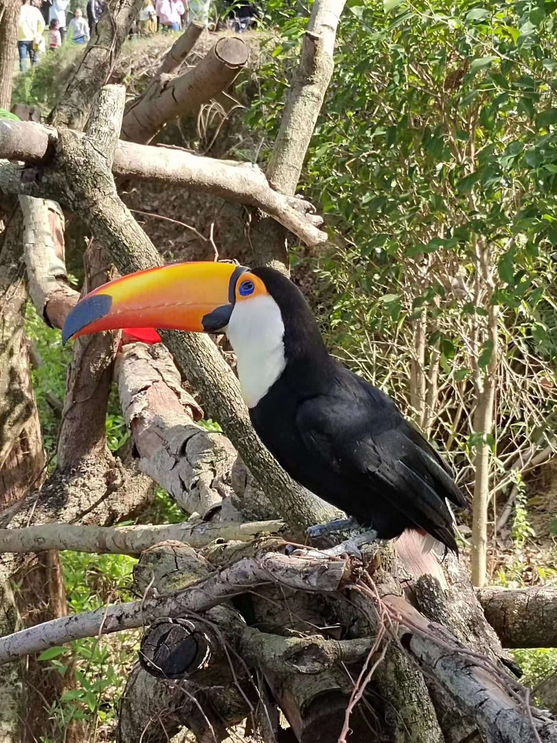 Toucans, this bird is beautiful.